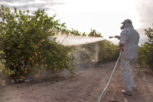 Wasp Removal Services in Exmore, VA