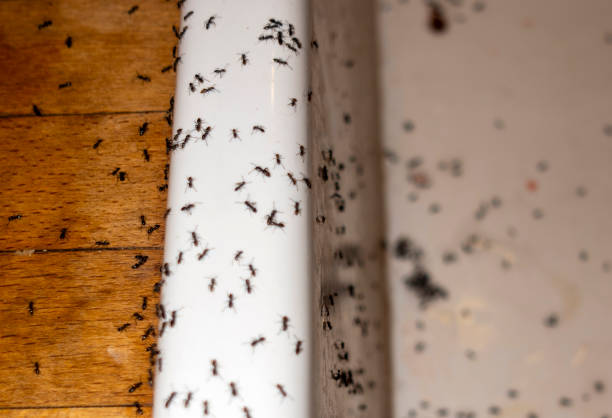 Best Commercial Pest Control Services  in Exmore, VA