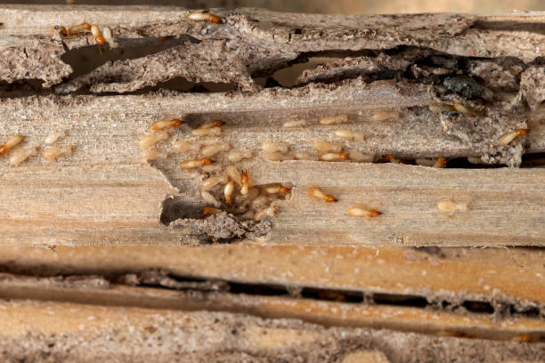 Best Insect Control  in Exmore, VA